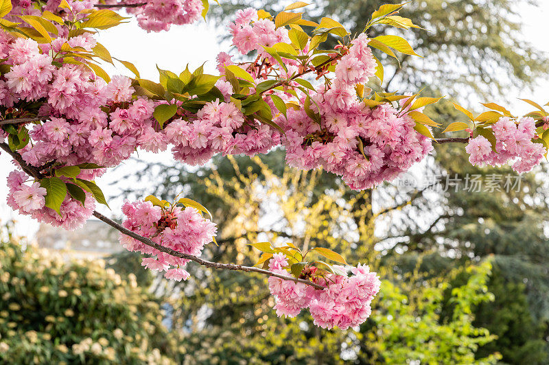 日本樱桃(Prunus serrulata)树的特写照片